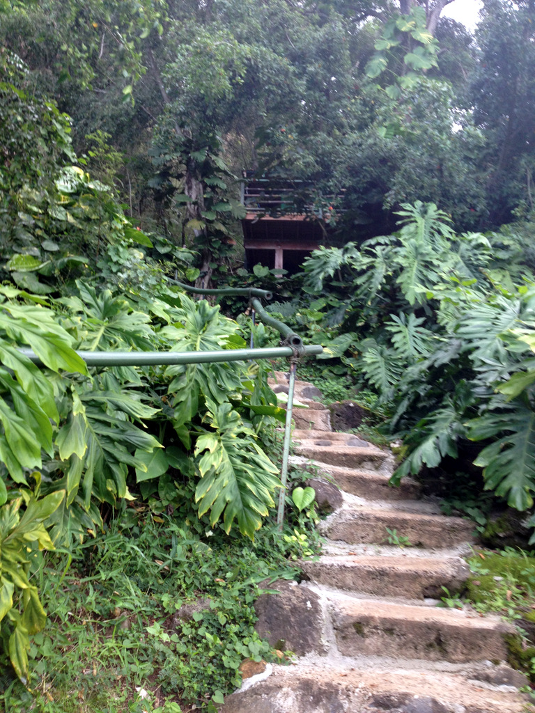 walkway-treehouse-bungalow-north-shore