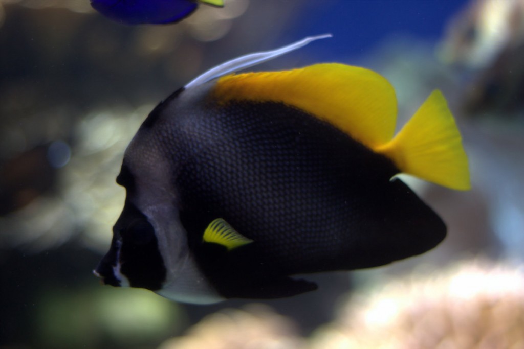 honolulu-aquarium-photo black and yellow fish