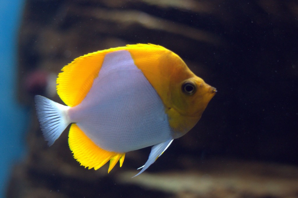 honolulu-aquarium-photo fish