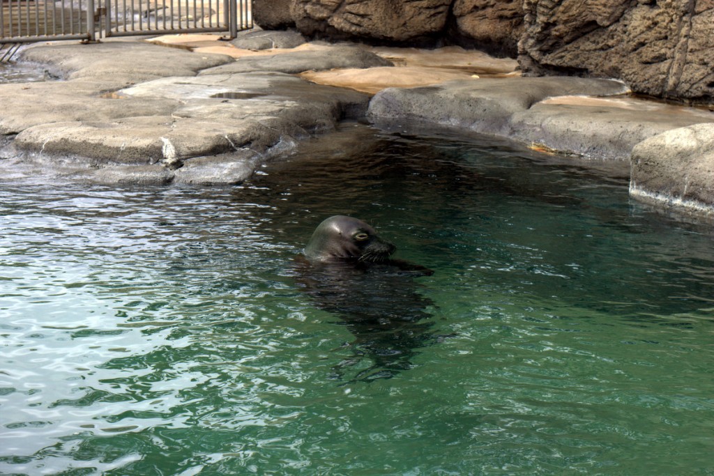 honolulu-aquarium-photo outdoors